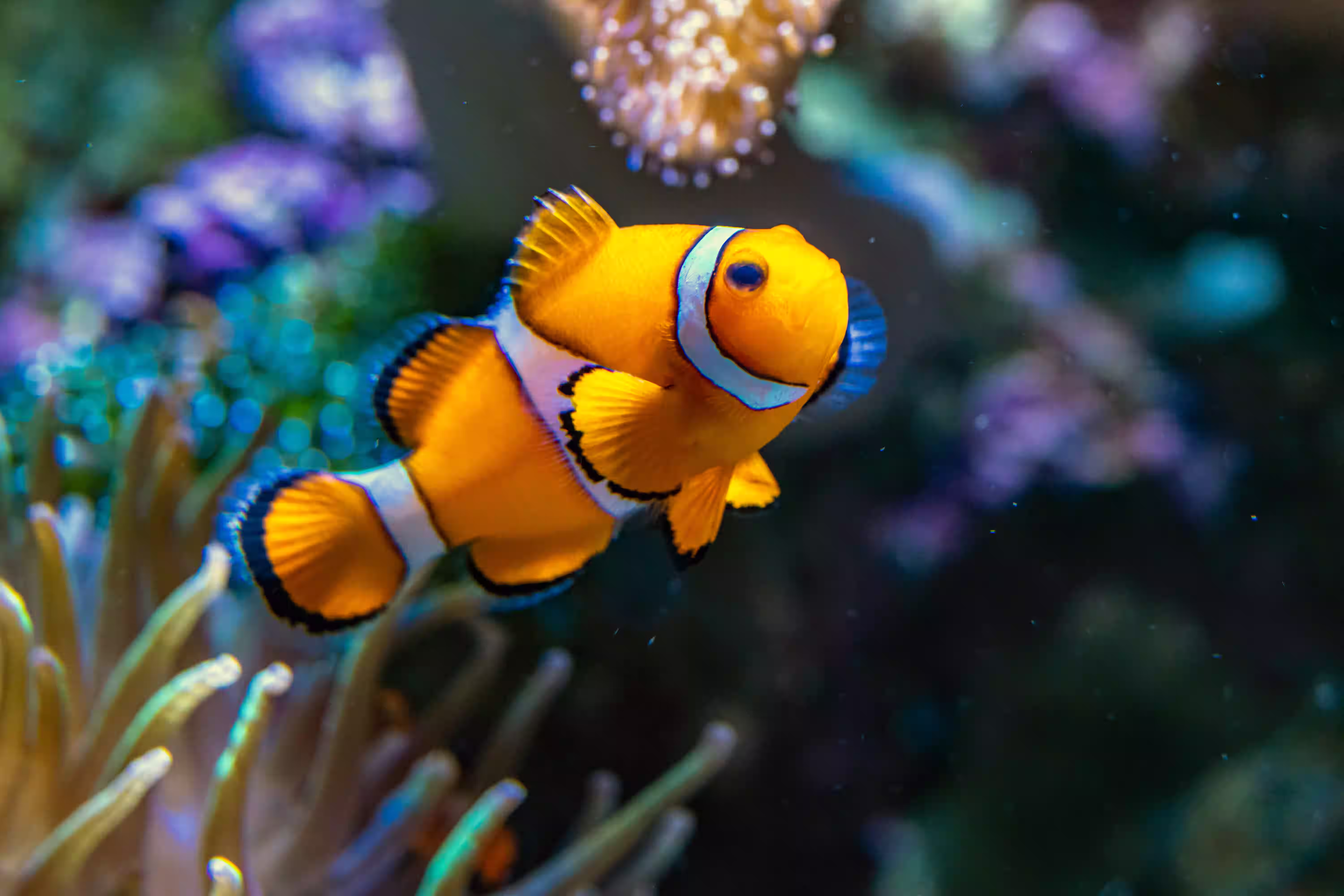 カクレクマノミ